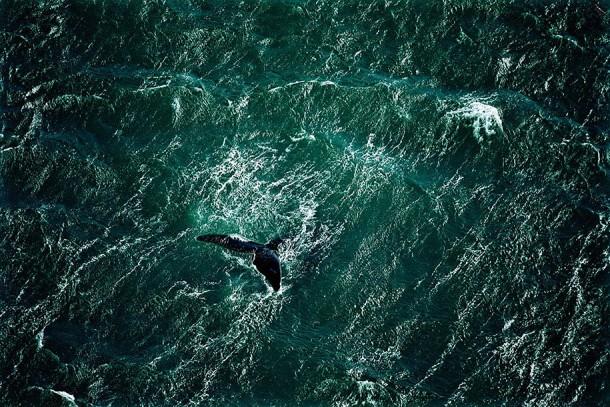 14. Whale Off the Valdés Peninsula, Argentina