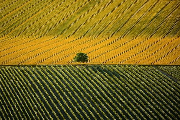 15. Agricultural Landscape Near Cognac, Charente, France