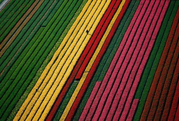 3. Fields of Tulips, Near Amsterdam, Netherlands