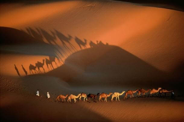 6. Dromedary Caravan Near Nouakchott, Mauritania