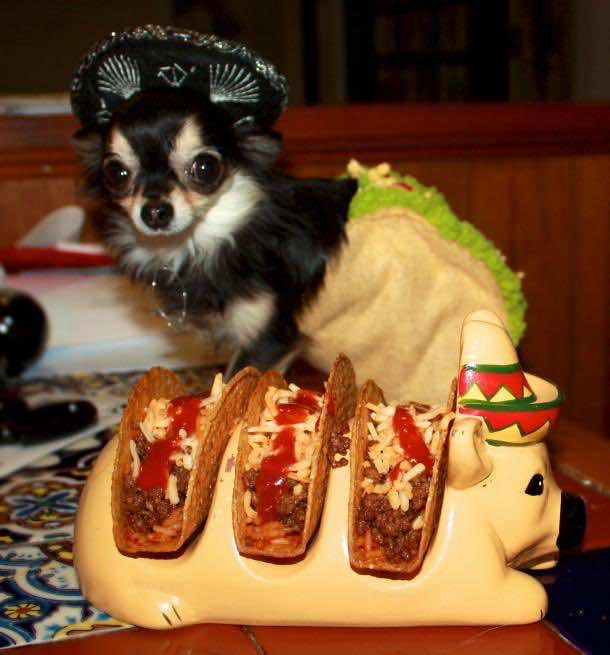 19. Chihuahua Taco Holder