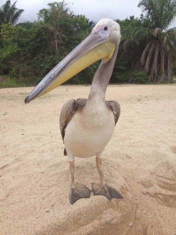 big_bird_pelican (8)