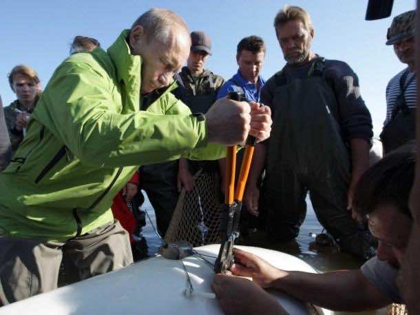 Putin adss a sattelite tracking tag to a Beluga whale