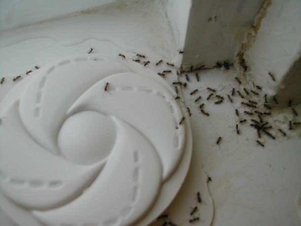 3. Ants