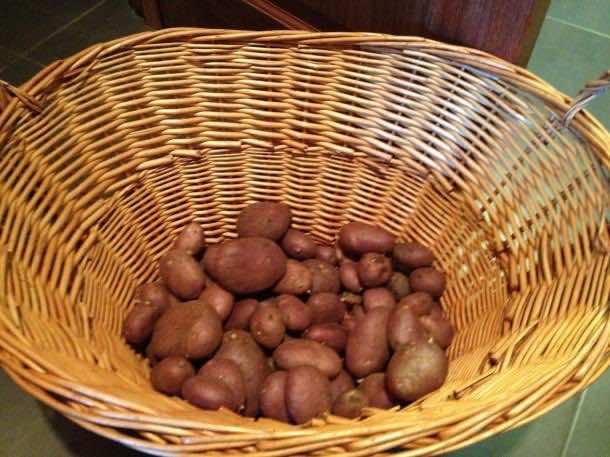 9. Storing potatoes