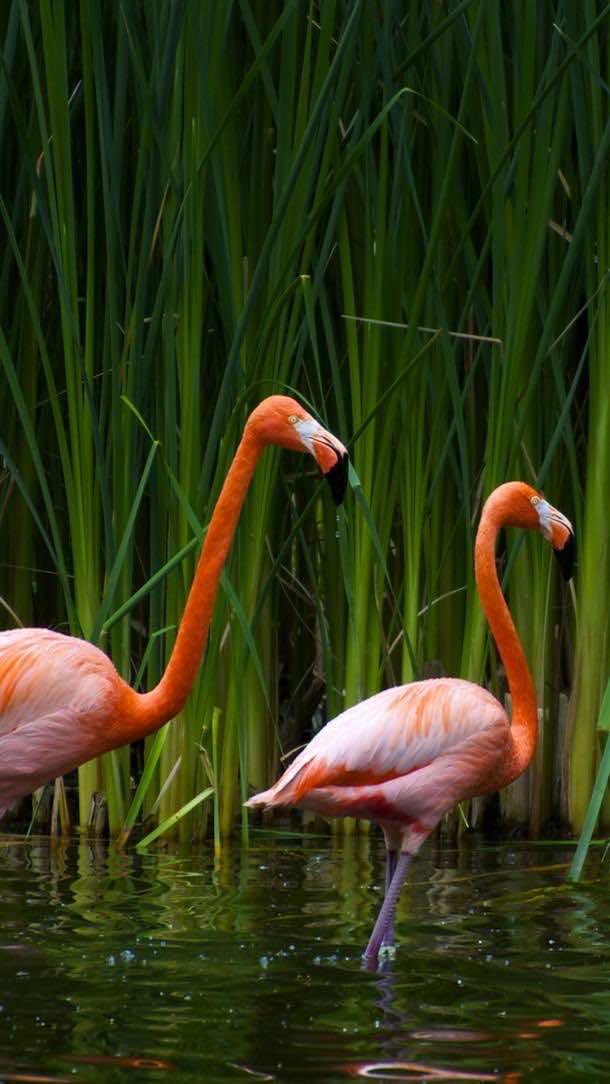 HD samsung wallpapers flamingo