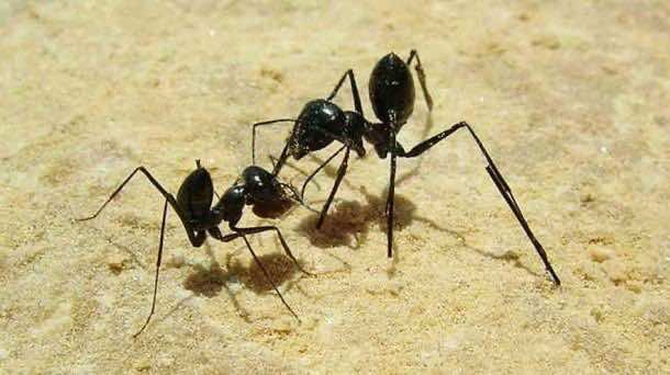 3. Get Rid of Ants