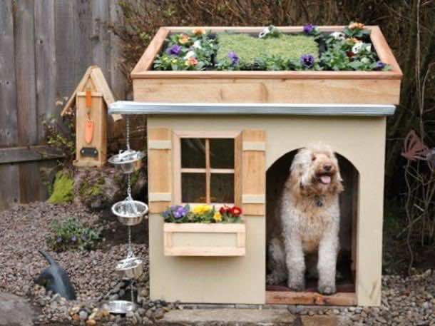 Amazing Doghouses 6