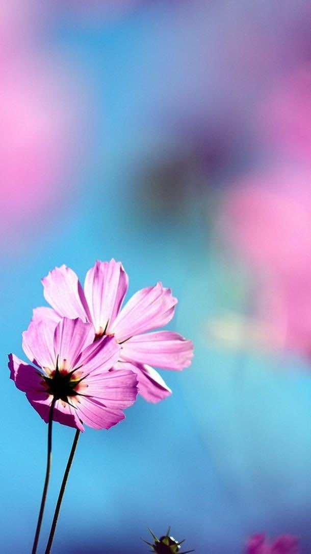 HD Phone Wallpapers pink flower
