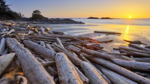 Driftwood on the beach, Pacific Rim National Park Reserve, Vancouver Island, British Columbia, Canada