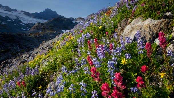 Field of wildflowers, Paradise Valley, Mt. Rainier National Park, Washington