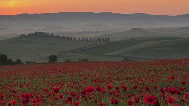 Italy, Tuscany, Crete, View of poppy field in front of farm with cypress trees at sunrise