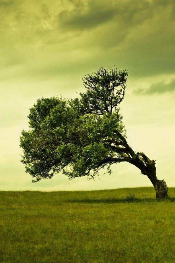tree-cell-phone-wallpapers-for-iPhone