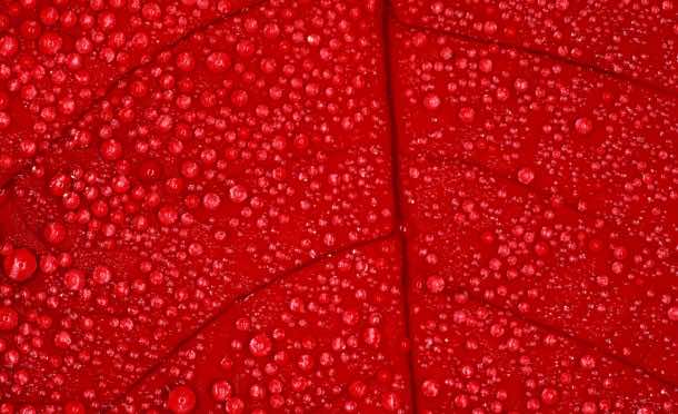 red wallpaper 7