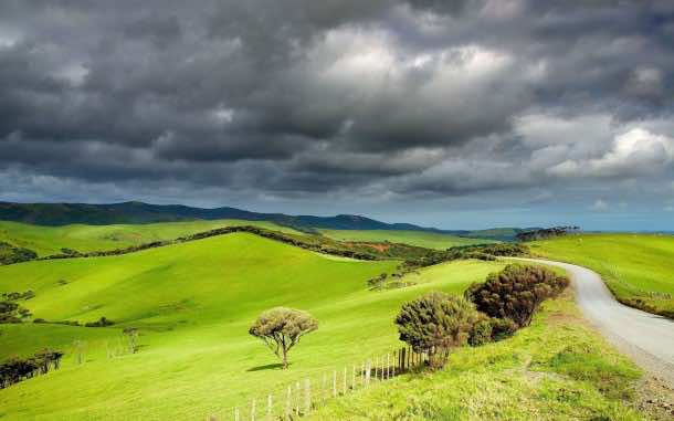 New-Zealand-Grasslands