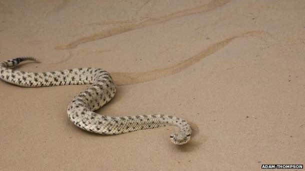 Snake Robot Learns a Trick from Sidewinder Rattlesnake2