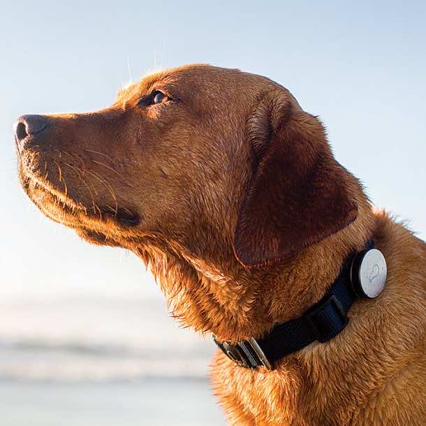 Whistle Activity Monitor – The fitness tracker for your pets2