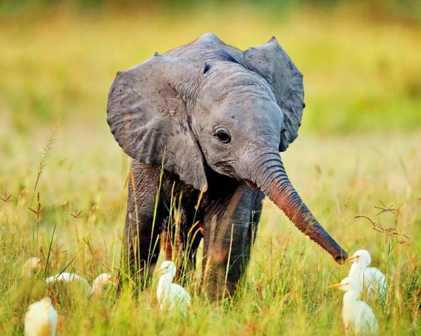 baby elephant,cute baby elephant,baby animals,most adorable baby animals