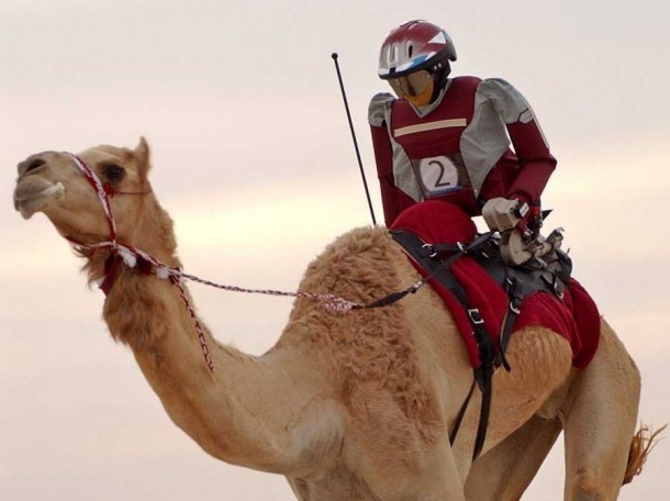 in-dubai-300-robots-are-replacing-illegal-child-labor-in-camel-racing