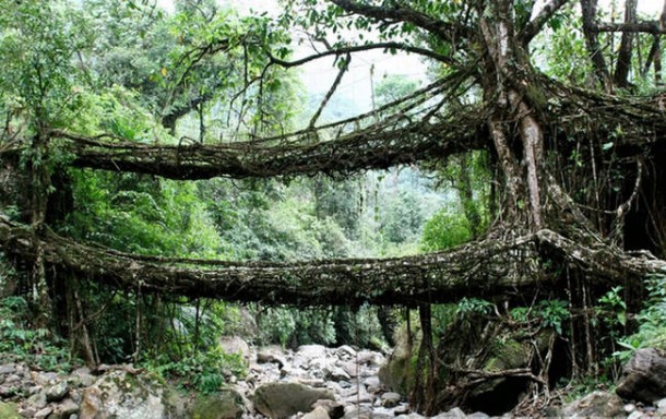 6. The Living Bridges of Cherrapunji