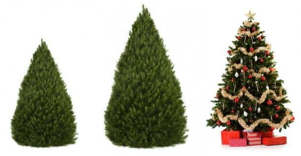 Here’s How to Prolong The Christmas Tree’s Life 2