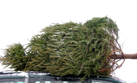 Here’s How to Prolong The Christmas Tree’s Life 5