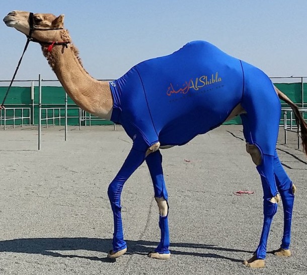 The Camel Suits by Al-Shibla2
