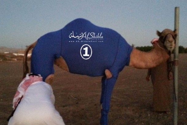 The Camel Suits by Al-Shibla3