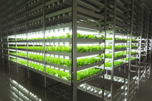World’s Largest Indoor Farm – Producing 100 Times More4