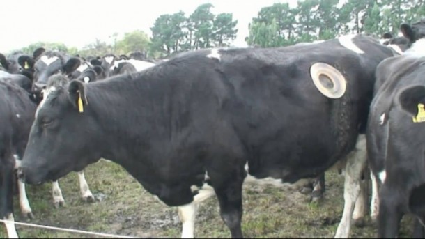 Cow fistula