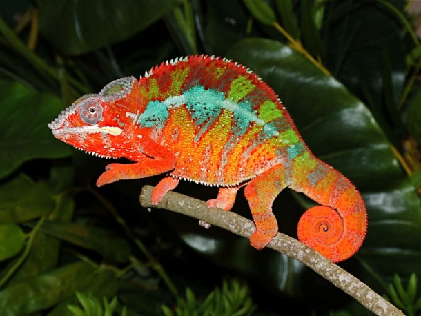 How Chameleons Change Color 2