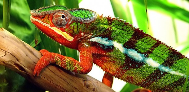 How Chameleons Change Color