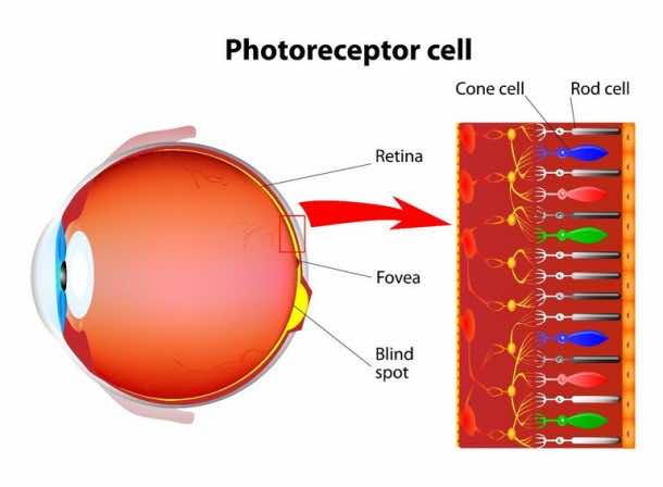 Optogenetic Therapy Will Reverse The Inherited Blindness
