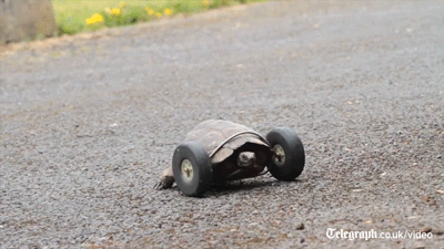 Tortoise front wheels3