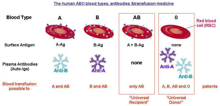 Scientists Develop Enzyme To Convert Any Blood Group Into An