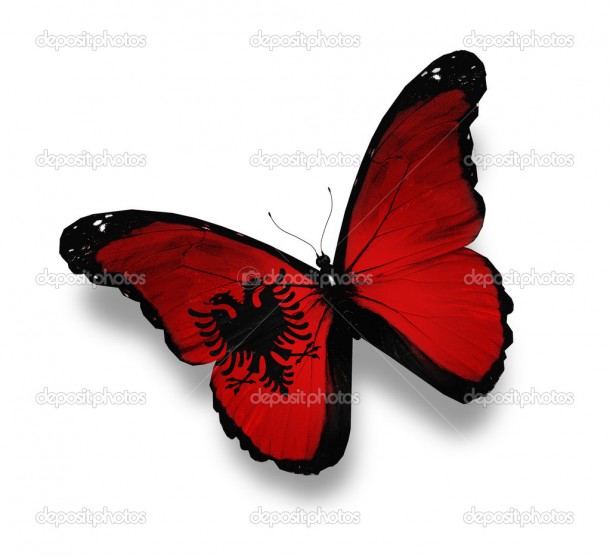 Albanian flag butterfly, isolated on white