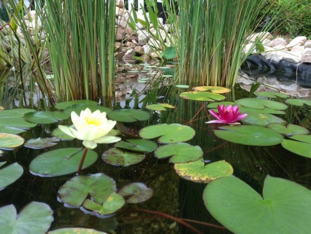 Learn How To Make An Inexpensive Pond For Your Front Yard 8