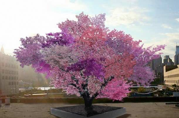 Tree of 40 Fruit Is Real