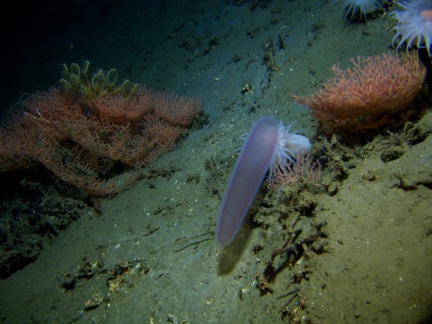 pyrosomes the strangest sea giants