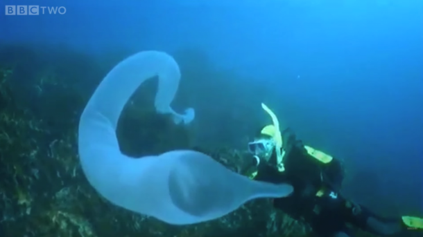 pyrosomes the strangest sea giants you have ever seen