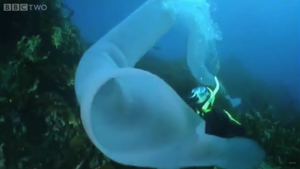 pyrosomes the strangest sea giants you have ever seen10