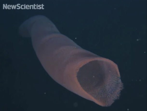 pyrosomes the strangest sea giants you have ever seen11