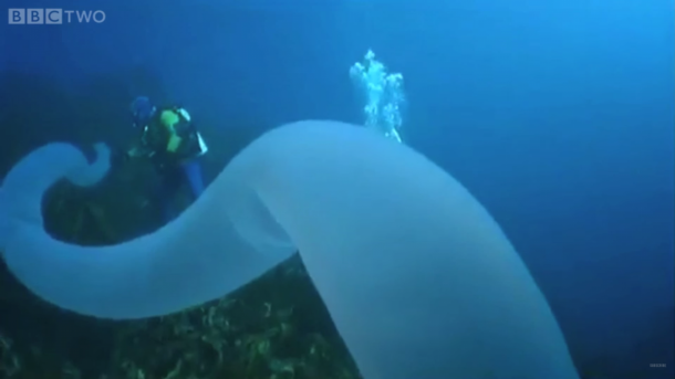 pyrosomes the strangest sea giants you have ever seen12