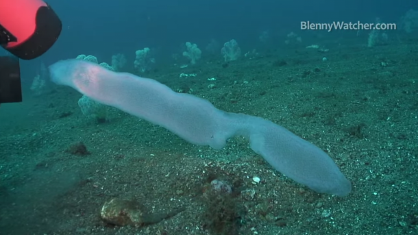 pyrosomes the strangest sea giants you have ever seen2