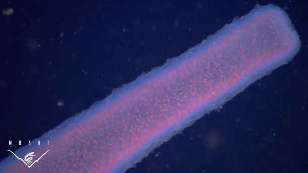 pyrosomes the strangest sea giants you have ever seen3