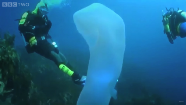 pyrosomes the strangest sea giants you have ever seen5