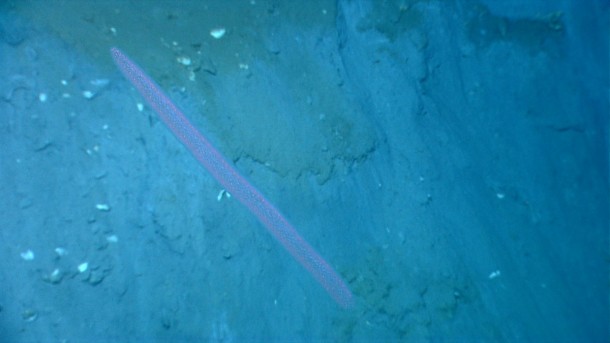 pyrosomes the strangest sea giants you have ever seen6