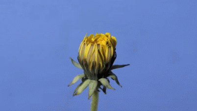 Amazing GIFs To Answer Your Questions 16