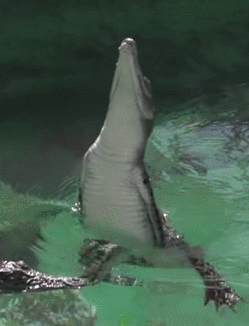 Amazing GIFs To Answer Your Questions 4
