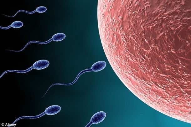 Robosperm Will Help In Conceiving With Couples Suffering From Low Motility 3